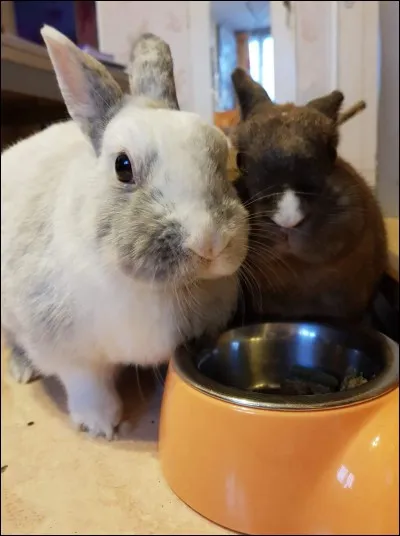 Quels granulés donneriez-vous à votre lapin ?