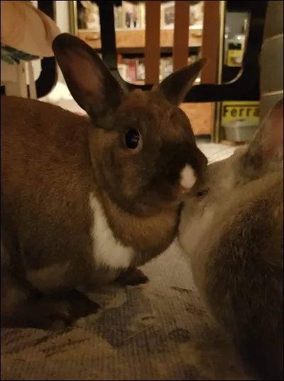 Vous avez déjà un premier lapin à la maison, qu'est-il important de faire avant de les présenter ?