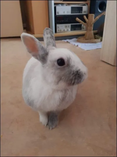 À partir de quel âge peut-on stériliser un lapin ?