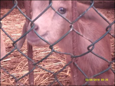 Spirou a-t-il une chèvre ?