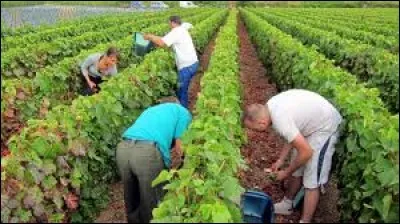 Sur cette image, c'est la saison des ...