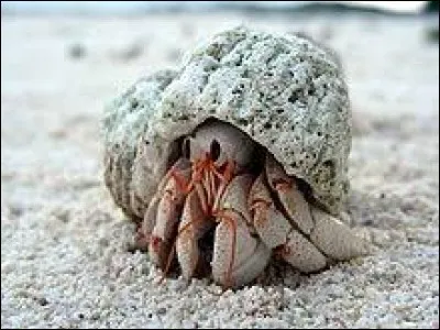 Le pagure est communément appelé ...