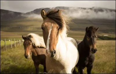 Ils sont arrivés au 8e siècle et l'on pense que leur petite taille et leur robustesse étaient pour qu'ils supportent sans problème les rudes conditions en mer à cette époque. En 982, le parlement a interdit l'importation de toute autre race de cheval : c'est donc une des races les plus pures.
Quelle est cette race résistante et fière qui peut vivre plus de 40 ans, le record étant de 59 ans ?
