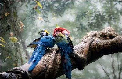 C'est l'heure de la toilette chez ces beaux oiseaux dotés d'une grande intelligence : ils sont quand même les seuls à pouvoir imiter la voix humaine. On remarque leur forte capacité cognitive et leur étonnante capacité d'apprentissage. `
Nommez l'espèce qui peut reproduire des noms et comprendre les nombres puis distinguer les couleurs.