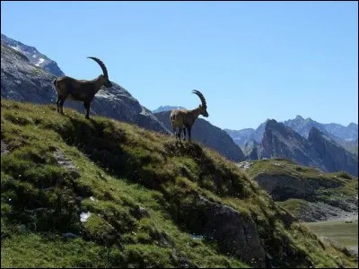 Sa tête surmontée de deux superbes cornes et son agilité en ont fait une vedette des Alpes. Ce bel animal a failli disparaître tant il était chassé : en 1850, il n'en restait plus qu'une centaine dans toutes les Alpes. Maintenant, protégé par la loi, il y en a environ 30 000.
Nommez cet animal qui vit sur les pentes escarpées.