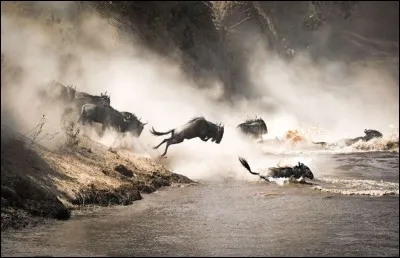 Mammifère herbivore qui, normalement, broute toute la journée. De la famille des bovidae, genre Connochaetes, ils vivent en troupeaux rassemblant des milliers d'individus. À la fin de la saison des pluies, on assiste à une migration vers des contrées plus humides au Kenya.
Quels sont ces animaux qu'on voit sur la photo traversant la rivière Mara ?