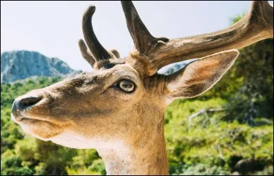 Ce majestueux animal, un cervidé est un être paisible et discret : son milieu de vie est dans les bois et il se nourrit principalement de végétation tendre, en ce sens il rumine. On remarque toujours son panache : le mâle possède des bois qui tombent et repoussent chaque année.
Trouvez ce mammifère qui utilise ses bois pour se défendre des prédateurs et des autres mâles.