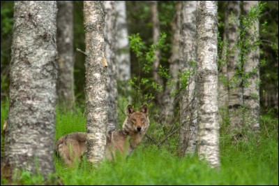Voyez-le aux aguets, il a assurément une proie en vue. Ces canidés qu'on retrouve dans les bois, sont capables d'étonnants déplacements : on a estimé qu'ils pouvaient courir 60 km en une heure. Cette photo a été prise en Finlande.
Quel est le nom de ce mammifère carnivore qu'il vaut mieux voir de loin ?