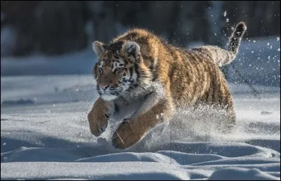 Ce grand félin, qu'on retrouve dans le sud-est de la Russie et au nord de la Chine, est une bête solitaire motivée pour chasser de grosses proies, wapitis, élans ou buffles.
Malheureusement ils sont gravement menacés par les braconniers et la disparition de leur habitat. Il n'en resterait que 450 à l'état sauvage. Quel est ce sublime félin qui n'a pas froid ni aux yeux ni aux pattes ?