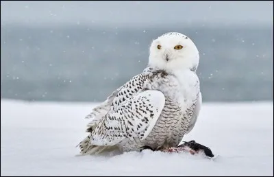 Bel oiseau qui mesure presque 50 cm et dont les ailes déployées ont une envergure de près de 1,5 m. La couleur claire facilite son camouflage sur la neige, mais cet avantage disparaît en été. C'est un oiseau plutôt timide et silencieux : sauf pendant la nidification, il passe son temps haut perché à observer.
Quel est ce fier oiseau aussi appelé chouette harfang, l'oiseau emblématique du Québec ?