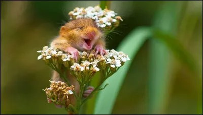Qu'on est bien au printemps ! C'est probablement ce qu'est en train de penser ce petit mammifère photographié dans le nord de l'Italie. Petit gabarit mais excellent grimpeur et sauteur, il est fort agile.
Quel est ce petit rongeur qui se nourrit la nuit et dort d'octobre à avril, dans des nids d'hibernation qu'il crée au sol ?