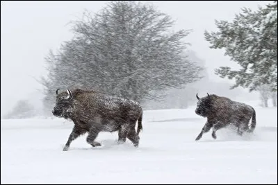 C'est le plus lourd et le plus grand mammifère d'Europe. Comme son cousin d'Amérique, il avait pratiquement disparu. Sauvegardé dans une réserve de Pologne, il fut réintroduit en France en 1991 : cette espèce vivant autrefois en Margeride, en Lozère, il est logique de l'y réimplanter. Maintenant dans ces forêts, vivent une trentaine d'individus.
L'hiver en traîneau, quel animal peut-on y voir ?