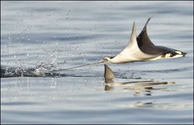 Ce membre de la famille des poissons cartilagineux peut atteindre 8 m de long et peser jusqu'à 1,8 tonne, ce qui fait de lui la plus grande myliobatidae du monde. Elle vit près de la surface et des récifs de coraux, ce qui fait que vous pouvez en retrouver dans vos eaux.
Nommez ce poisson atteignant les 5 m d'envergure qui peut parfois sauter entièrement ou partiellement hors de l'eau ?