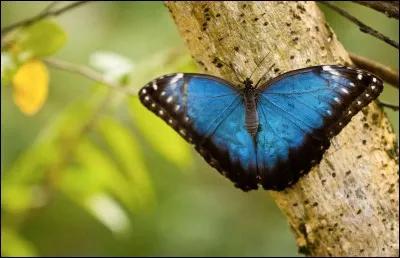 Ce beau papillon bleu a une envergure variant entre 7.5 et 20 cm. Son bleu saisissant est bordé de brun et tacheté d'un grand nombre d'ocelles. Il est endémique d'Amérique du Sud et d'Amérique centrale.
Quel est le nom de cette espèce qui ne vit que 120 jours et dont la survie est gravement menacée par la déforestation ?