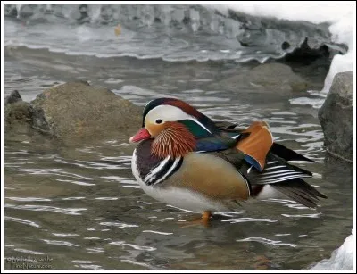 Cet oiseau aquatique aux couleurs époustouflantes est originaire d'Asie. Cependant, certains peuvent être vus à l'état sauvage tant en Europe qu'en Amérique où l'un d'eux s'est retrouvé à Central Park : en France, il est peu répandu dans la nature.
Quel est le nom commun de l'Aix galericulata ?