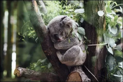 Y a-t-il image plus paisible ? Ce petit être est discret et craintif. Il vit dans les eucalyptus, de siestes en siestes.
Quel est ce marsupial que vous pouvez observer en liberté sur la Great Ocean Roaddans, dans l'état de Victoria ?