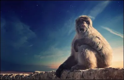 Des singes à l'état sauvage en Europe : il n'y a qu'un seul endroit pour en admirer, voire en côtoyer de près : Gibraltar. Ce singe est un plantigrade. Il se nourrit surtout de fruits et de feuilles, mais il trouve à l'occasion quelques bulbes et champignons qui font bien son affaire.
Quel nom donne-t-on à ces primates qui cabriolent autour des touristes qui s'amusent à les prendre en photos ?