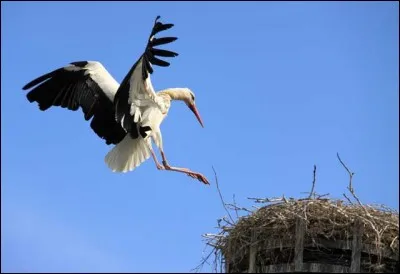 Elles sont de retour en Alsace grâce à un programme de réinsertion bien mené. À Strasbourg, au parc de l'Orangerie, elles ont même leur propre boulevard et certaines y sont sédentaires, d'autres y séjournent le temps de s'acclimater. Les autres sont sauvages et migrateurs.
Quel est ce volatile emblématique de l'Alsace et qui y vient lorsque la température est supérieure à 0 °C ?