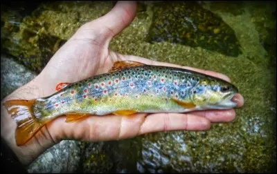 La truite vit dans les rivières.
