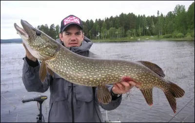 Les poissons ont des sentiments.