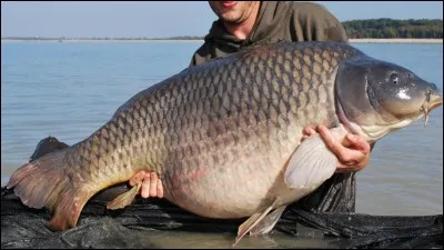 La carpe saute pour se nettoyer les moustaches.
