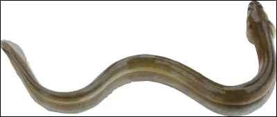 L'anguille est électrique.