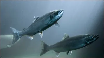 Le saumon se reproduit dans la mer.