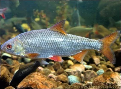 Le gardon est un gros poisson.