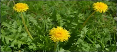 De quel animal dit-on que cette plante aurait les dents selon son surnom !?