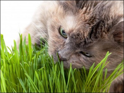 Pourquoi le chat mange-t-il de l'herbe ?