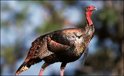 L'agronome français Olivier de Serres parle de « l'importun piaulement des dindes ». Mais au fait, que fait la dinde ?
