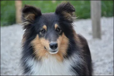 La taille du berger des Shetland peut varier plus que toutes les autres races. Selon l'AKC, quelle est sa taille moyenne ?