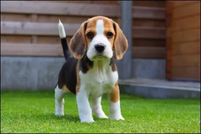 Quelle est cette race de chien ?