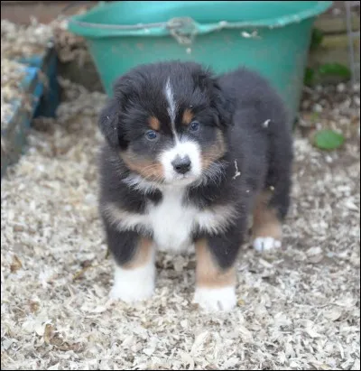 Comment appelle-t-on un groupe de chiots ?