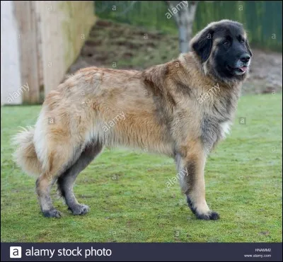 De quel pays le chien des montagnes Estrela vient-il ?