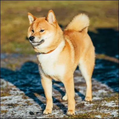 Comment s'appelle le plus petit spitz originaire du Japon ?