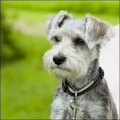 Cette espèce porte un nom lié à son museau touffu, laquelle est-ce ?