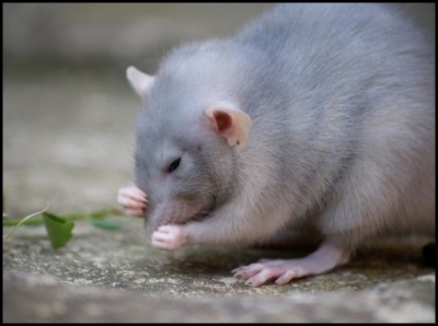 Un rat domestique en bonne santé est sale.