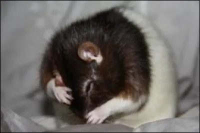 Combien de fois se lave un rat domestique en bonne santé par jour ?