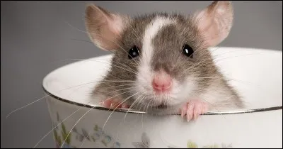 Le rat domestique mord-il ?