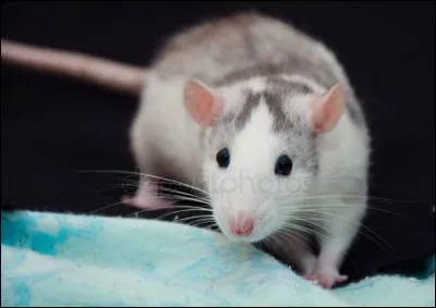 Un rat domestique est intelligent.