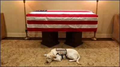 Comment s'appelait le chien de George H. W. Bush, qui l'accompagna jusqu'à la mort !