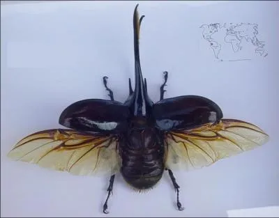 Il existe une espce de scarabe-rhinocros qui contient le mot 'Neptune' dans son nom. Lequel ?