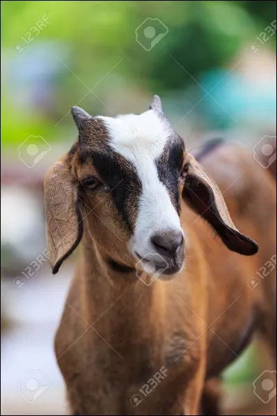 Quel est cet animal ?