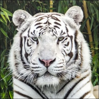 Quel est cet animal ?