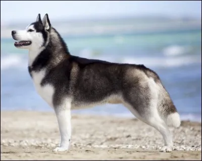 Quel est cet animal ?