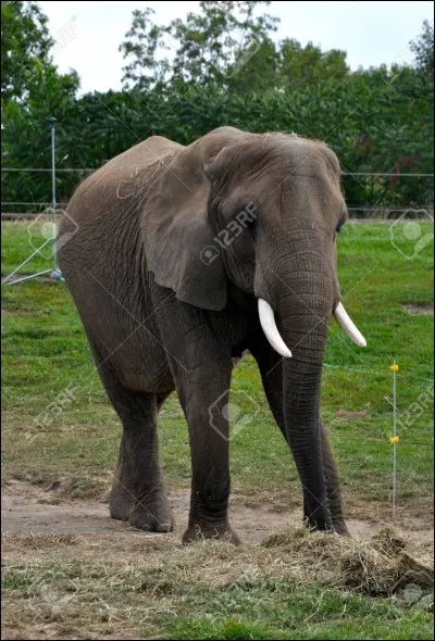 Quel est cet animal ?