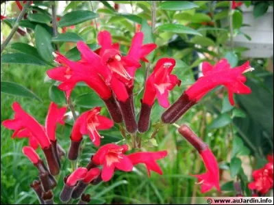 Quel est son nom latin ?