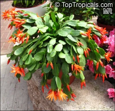 Quel est son nom latin ?