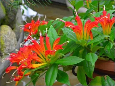 Quel est son nom latin ?